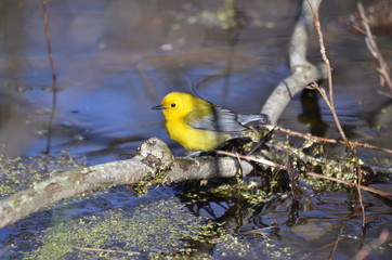 Prothonotary Warbler in springtime