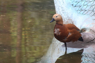 portrait of roody sheld duck