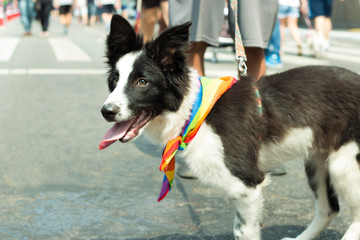 Dog on Paulista Avenue. Dog with LGBT flag. LGBT flag. Border Collie dog