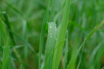 grass with water drops