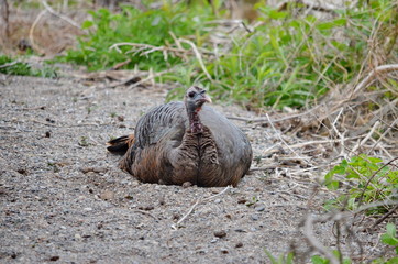 Wild Turkey taking a dust bath