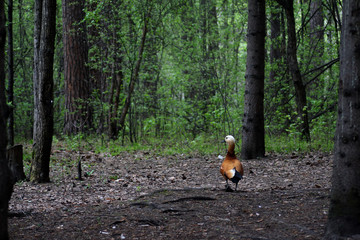 roody sheld duck walking in the forest