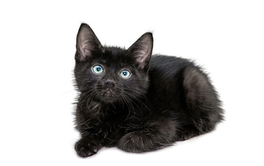 Fototapeta premium Black Kitten sitting in front of Camera isolated on white Background