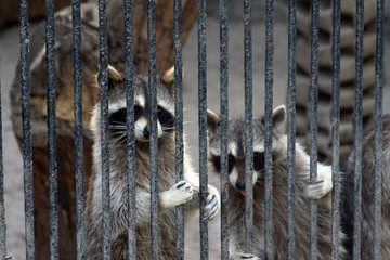 raccoons in a cage in the zoo
