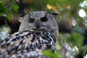 portrait of an owl on a tree