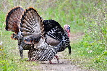 Two Male Wild Turkeys Displaying