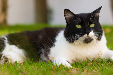 Naklejka na ściany i meble Cat lying on the grass. Cat for adoption. Green looking cat