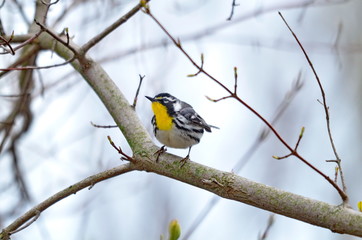 Yellow-throated Warbler (Dendroica dominica) 