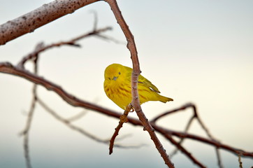 Yellow warbler perched in tree
