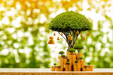 Stacking gold coins and money bag of tree with growing put on the wood on the morning sunlight in...
