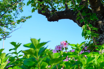 高塔山公園に咲く満開のつつじ