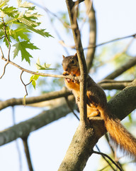 Squirrel