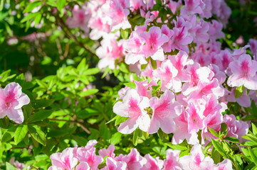 高塔山公園に咲く満期のつつじ