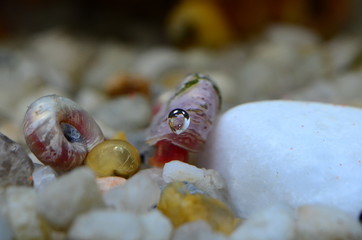 Snail red ramshorn inside tank.