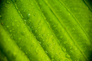Green leaves with drops of dew background. Summer. Leaf texture. 