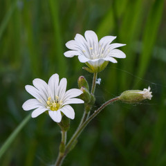 White meadow flower - Stellaria holostea, the addersmeat or greater stitchwort, perennial herbaceous flowering plant in the family Caryophyllaceae. Close up view on the green blurred background