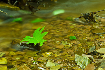 Moving Water