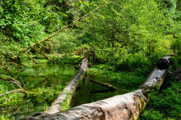 Fallen logs decay in the Hoh rainforest of Washington state