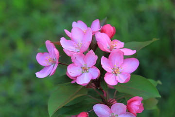Beautiful pink flowers blooming in spring apple