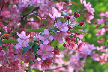 Beautiful flowers of pink blooming apple tree on the background of blooming apple flowers