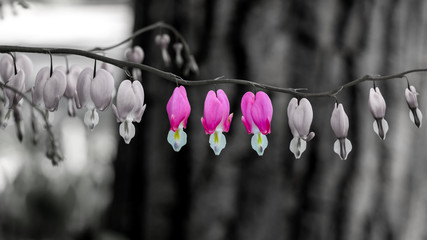 Pink bleeding heart flowers on black and white background
