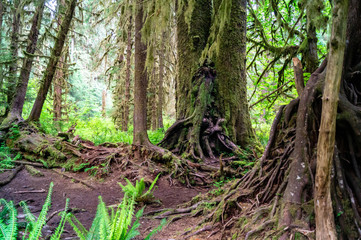 Massive trees growing in the Hoh rainforest of Washington state