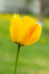 Orange tulip flower on flowerbed in city park
