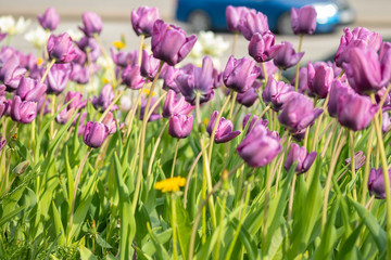 Violet tulip flowers on flowerbed in city park