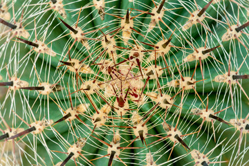 Close up a cactus with beautiful a hair and thorn nature concept.