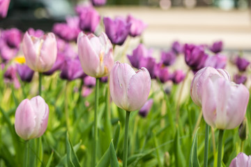 Violet tulip flowers on flowerbed in city park