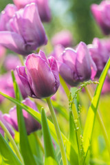 Violet tulip flowers on flowerbed in city park