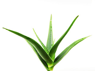 Aloe Vera On White Background