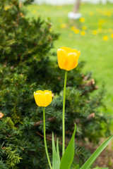 Orange tulip flowers on flowerbed in city park