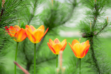 Obraz premium Orange tulip flowers on flowerbed in city park