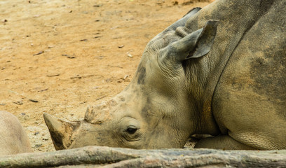 Obraz premium big rhinoceros is sleeping in wild land closeup