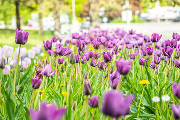 Obraz na płótnie Canvas Violet tulip flowers on flowerbed in city park