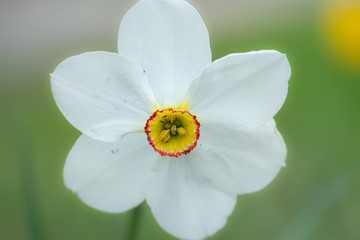 Obraz premium Narcissus poeticus on flowerbed in city park