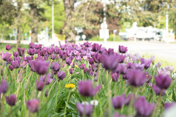 Fototapeta premium Violet tulip flowers on flowerbed in city park