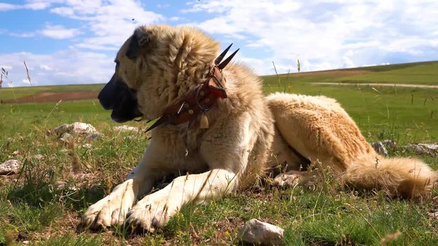 Anatolian shepherd dog with spiked iron collar lying on pasture. (Spiked iron collar protects the necks of dog against wolf)