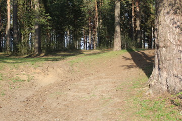 the road to the pine forest