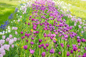 Violet tulip flowers on flowerbed in city park