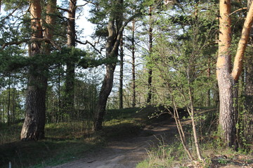 the road to the pine forest