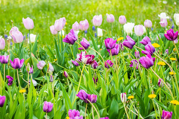 Obraz na płótnie Canvas Violet tulip flowers on flowerbed in city park