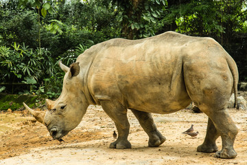 big white rhinoceros is walking in wild