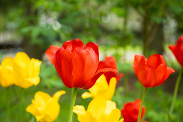 Red and yellow tulip flowers on flowerbed in city park