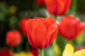 Red tulip flower on flowerbed in city park