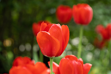 Red tulip flower on flowerbed in city park