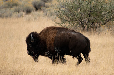 American bison on the Open Range (Bison bison), Antelope Island State Park, Utah, October 6, 2018