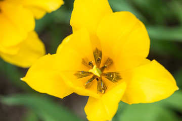 Obraz na płótnie Canvas Yellow tulip flowers on flowerbed in city park
