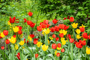 Red and yellow tulip flowers on flowerbed in city park